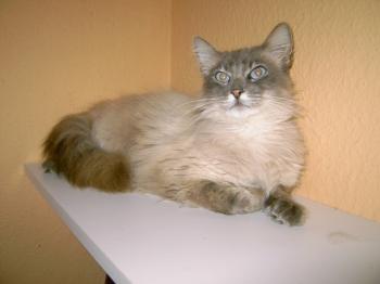 b Bild von Bubu