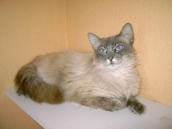 b Bild von Bubu