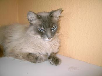 b Bild von Bubu