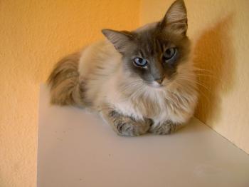 b Bild von Bubu