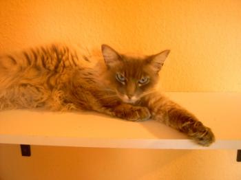 b Bild von Bubu