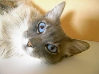 b Bild von Bubu
