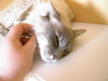 b Bild von Bubu