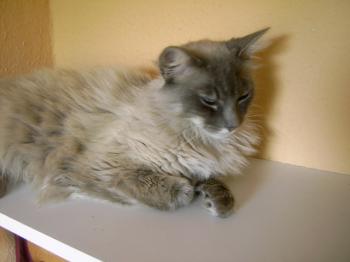 b Bild von Bubu