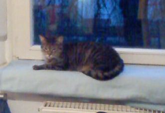Chatri Bild von Chatri