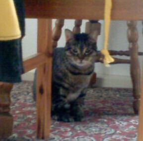 Chatri Bild von Chatri
