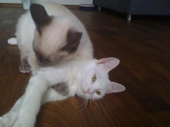 s Bild von Sammy