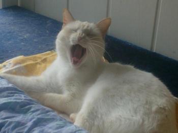 b Bild von Blanquita