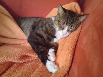 r Bild von Rayito