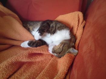 r Bild von Rayito