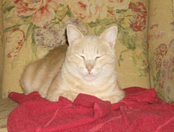 Bild von Mishou