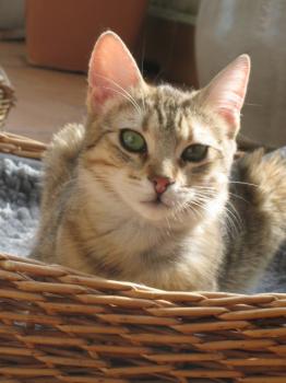r Bild von Rania