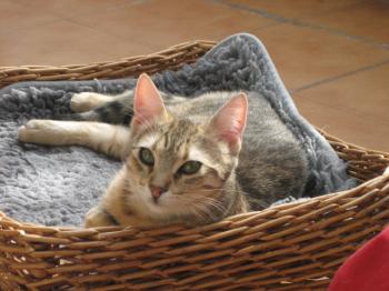 r Bild von Rania