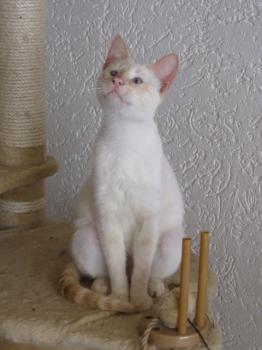 c Bild von Cashew