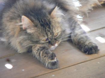l Bild von Lily