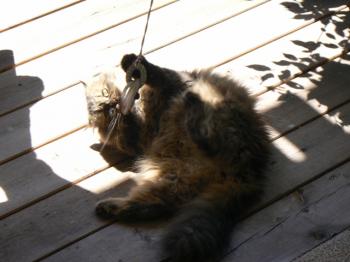 l Bild von Lily