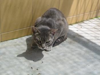 t Bild von Tiger