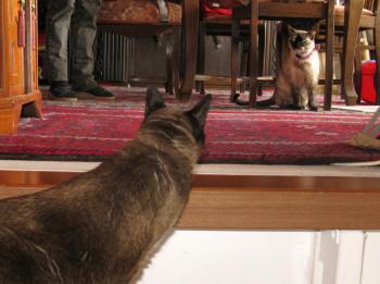 Mini Bild von Mini
