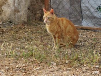 Bild von Rosso