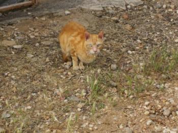 Bild von Rosso