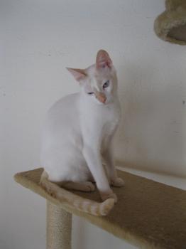 g Bild von Gorgorito