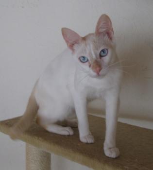 g Bild von Gorgorito