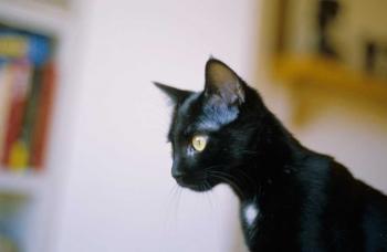 b Bild von Bastet