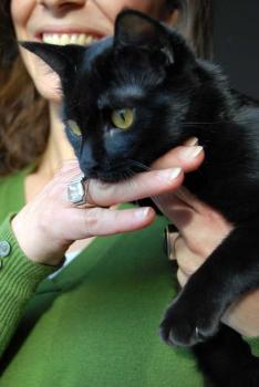 b Bild von Bastet