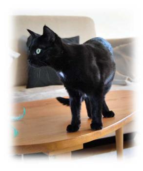 b Bild von Bastet