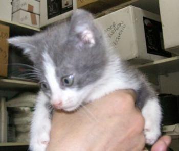 g Bild von Grey