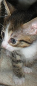 a Bild von Albert