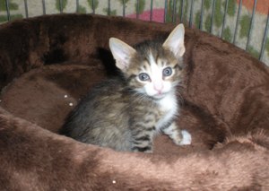 c Bild von Candy
