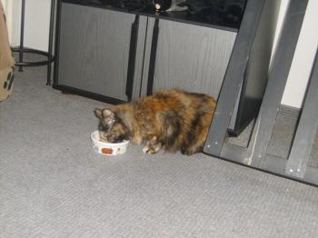 p Bild von Patches