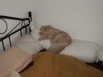 t Bild von Tayeba