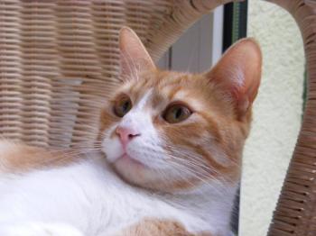 m Bild von Marcial