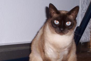 s Bild von Sia