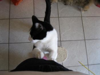 Felix Bild von Felix