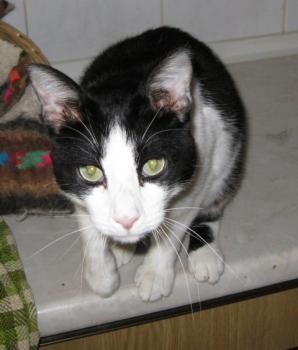Felix Bild von Felix