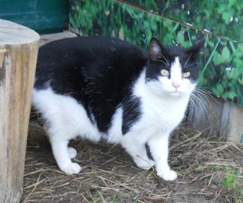 e Bild von Eros