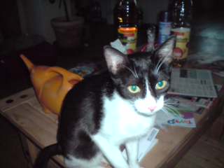 Nicoletta Bild von Nicoletta
