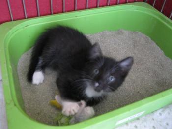 b Bild von Bijou