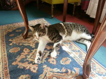 h Bild von Hemingway