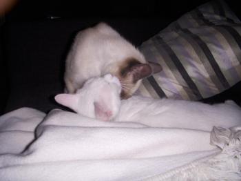 b Bild von Blancanieves