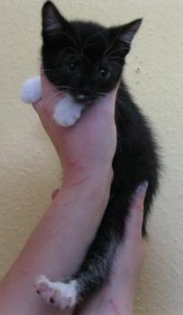 b Bild von Bijou