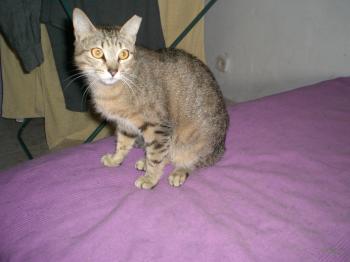 Tanit Bild von Tanit