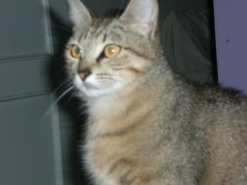Tanit Bild von Tanit