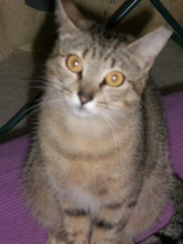 Tanit Bild von Tanit