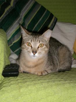Tanit Bild von Tanit