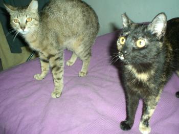 Tanit und Brujita Bild von Tanit