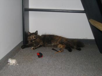 p Bild von Patches